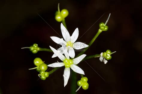 大蒜花|蒜